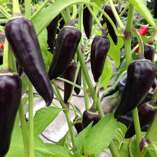 Chilli Gusto Purple